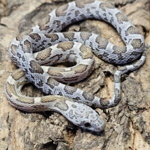 Honey Corn Snake (Pantherophis guttatus)
