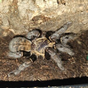 female Ho Chi Minge Tarantula (Ornithoctinae sp. Ho Chi Minh)