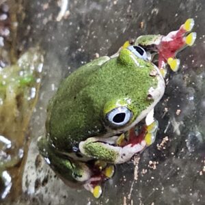Reed Frog (Hyperolius sp.)