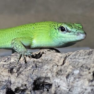 male Emerald Tree Skink (Lamprolepsis smaragdina)