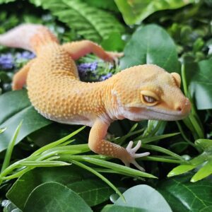 Sunglow Leopard Gecko (Eublephais macularius)