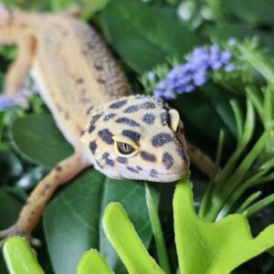 Genetic Stripe Leopard Gecko (Eublepharis macularius)