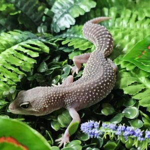 Blizzard Leopard Gecko (Eublepharis macularius)