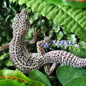 Snow Leopard Gecko (Eublepharis macularius)