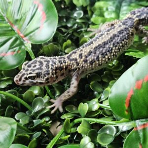 Snow Stripe Leopard Gecko (Eublepharis macularius)