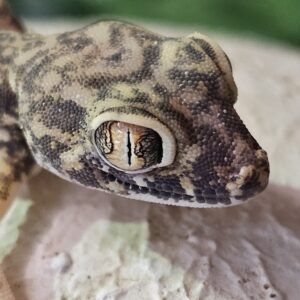 Dune Gecko (Stenodactylus petrii)