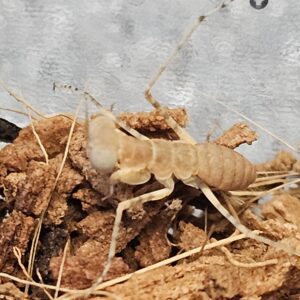 Arabian Desert Mantis (Eremiaphilia braueri)