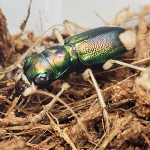 Coloured Tiger Beetle (Megacephala euphratica)