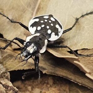 Egyptian Domino Beetle (Graphipterus serrator)