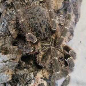 Golden Starburst Baboon Tarantula DCF (Pterinochilus murinus)