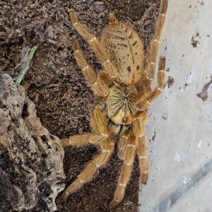 Golden Starburst Baboon Tarantula RCF (Ptrinochilus murinus)