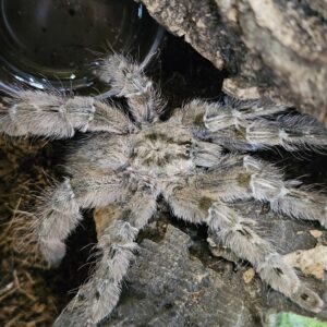 Male Togo Starburst Baboon Tarantula (Heteroscodra maculata)