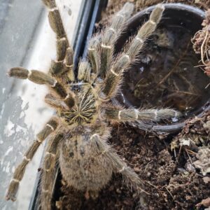 OBT DCF Zimbabwee/Botswana form (Pterinochilus murinus)
