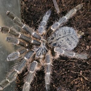 OBT Kigoma female (Pterinochilus murinus)