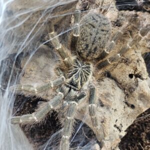 OBT Tarantula DKF Mikumi (Pterinochilus murinus)