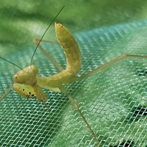 Yellow Giant Mantis (Hierodula chinensis)