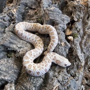 Frosted Western Hognose (Heterodon nasicus)