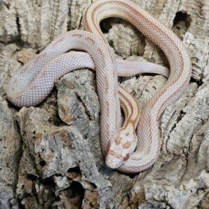Butter Stripe Corn Snake (Pantherophis guttatus)