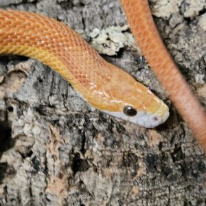 Proven female Amel Stripe Corn Snake (Pantherophis guttatus)