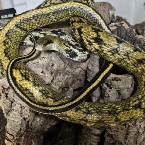Adult Taiwan Beauty Snake (Orthriophis taeniurus frisei)