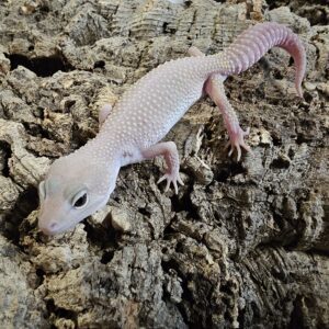Blizzard Leopard Gecko (Eublepharis macularius)