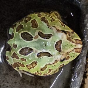 Green Horned Frog (Ceratophrys cranwelli)