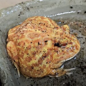 Apricot Horned Frog (Ceratophrys cranwelli)