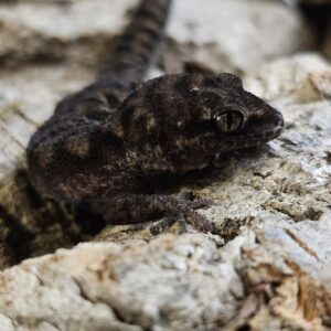 Chang Mai Leaf Toed Gecko (Dixonius chiangmai)