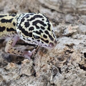 Juvenile Leopard Gecko (Eublepharis macularius)