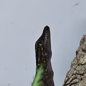 Kendall’s Rock Gecko (Cnemaspis kendallii)