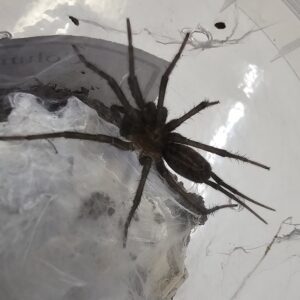 Columbian Curtain Web Tarantula (Linothele sericata)