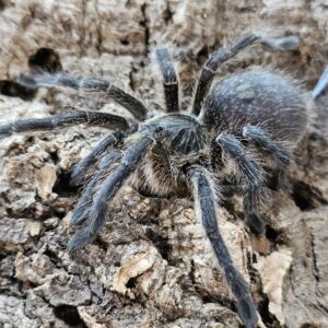 female Purcell's Baboon Tarantula (Harpactira baviana)