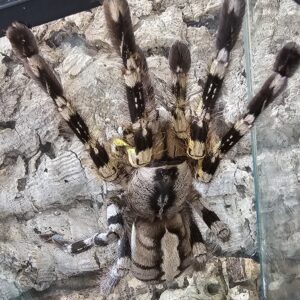 Female Indian Ornamental Tarantula (Poecilitheria regalis)