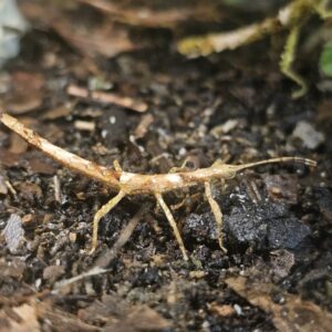 Guadeloupe Stick Insect (Lamponius guerini)