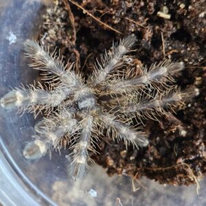 Indian Ornamental Tarantula (Poecilitheria regalis)