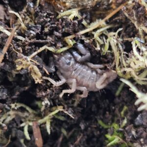 Indonesian Blue Scorpion (Javanimetrus cyaneus)