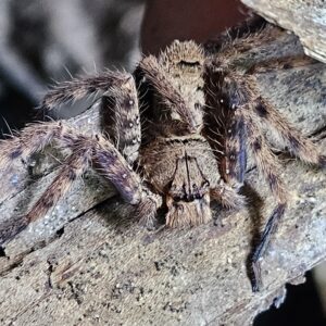 Lightening Huntsman (Heteropodra lunula)