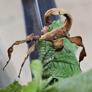Macleay Spectre Stick Insect (Extatosoma tiaratum)