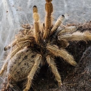 Mozambique Golden Baboon Tarantula (Augacephalus ezendami)