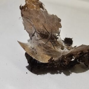 Tiger Tunnel Web Tarantula (Linothele fallax)