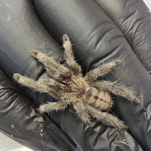 Trinidad Chevron Tarantula (Psalmopeous cambridgei)