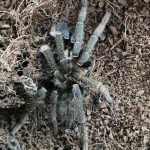 Tiger Baboon Tarantula (Encyocrutella olivacea)