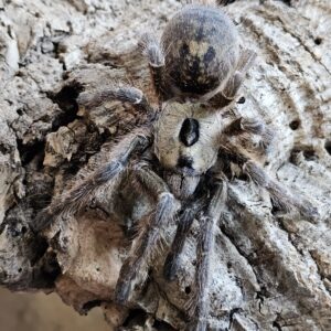 Southern Horn Baboon Tarantula (Ceratogyrus brachycephalus)