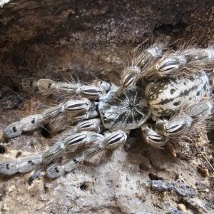 Ornamental Baboon Tarantula (Heteroscodra maculata)