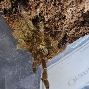 Orange Baboon Tarantula (Pterinochilus murinus) BCF Tete