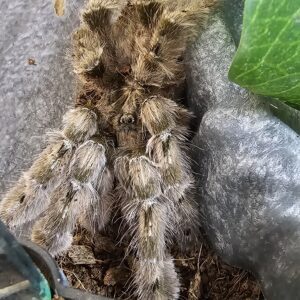 Ornamental Baboon Tarantula (Heteroscodra maculata)