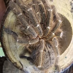 Orange Baboon Tarantula TCF Kenya (Pteinochilus murinus)