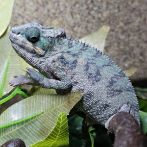 Male Sambava Panther Chameleon (Furcifer pardalis)