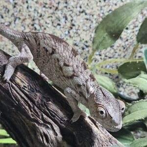 Female Sambava Panther Chameleon (Furcifer pardalis)