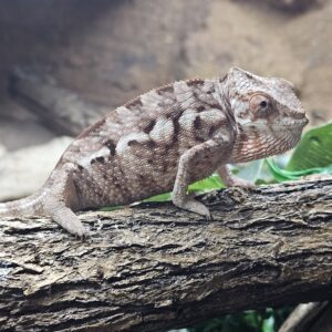 Female Sambava Panther Chameleon (Furcifer pardalis)